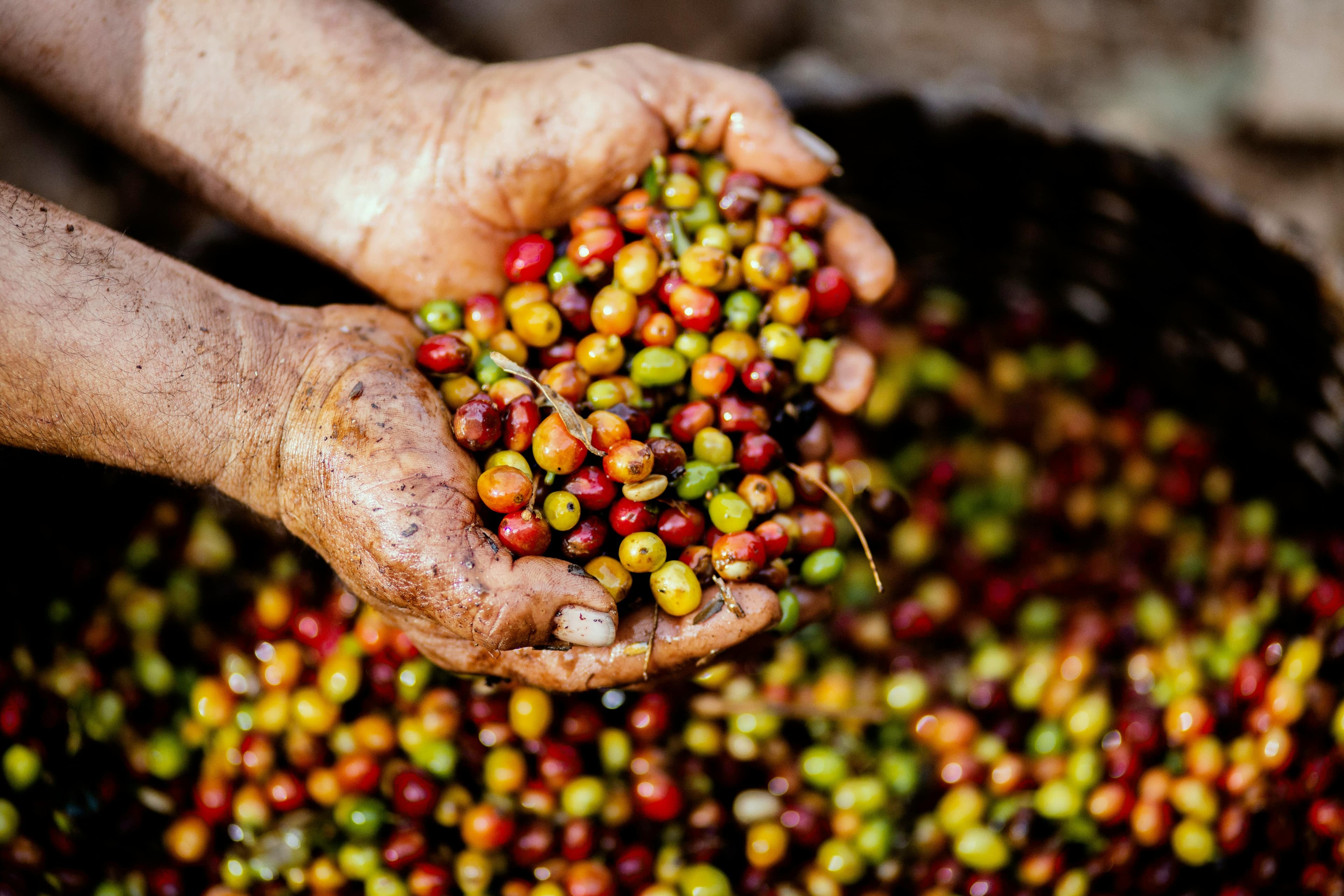 Coffee cherries being harvested